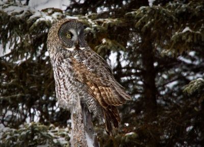 Great Gray Owl
