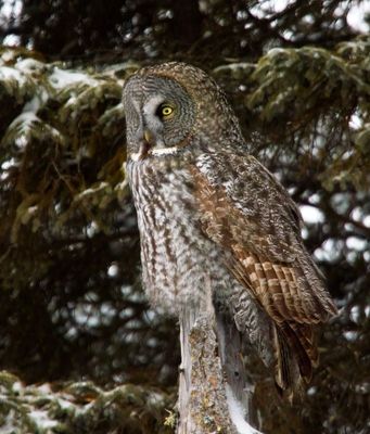 Great Gray Owl
