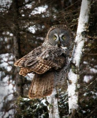 Great Gray Owl
