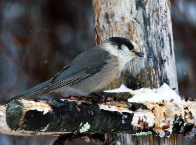 Gray (Canada) Jay