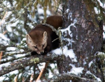 Pine Marten