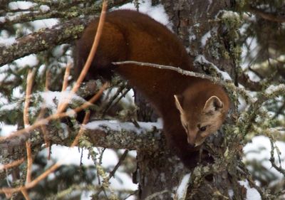 Pine Marten