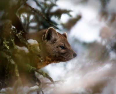 Pine Marten
