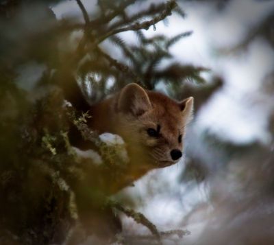 Pine Marten