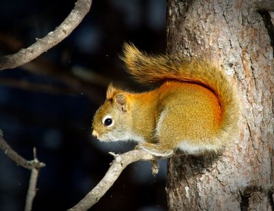 Red Squirrel