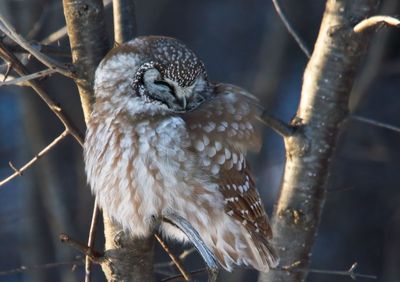 Boreal Owl
