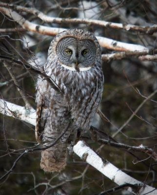 Great Gray Owl