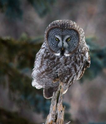 Great Gray Owl