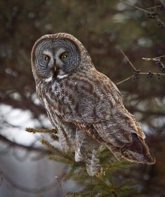 Great Gray Owl