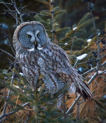 Great Gray Owl