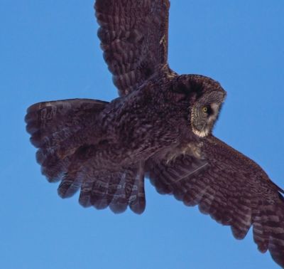 Great Gray Owl