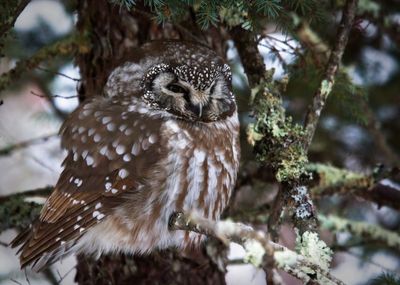 Boreal Owl