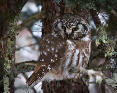 Boreal Owl