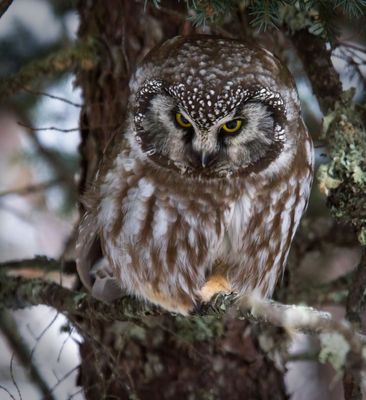Boreal Owl