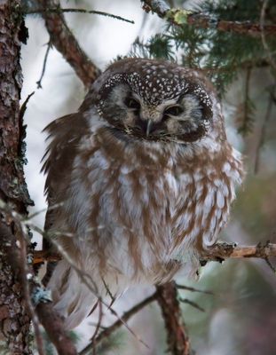 Boreal Owl