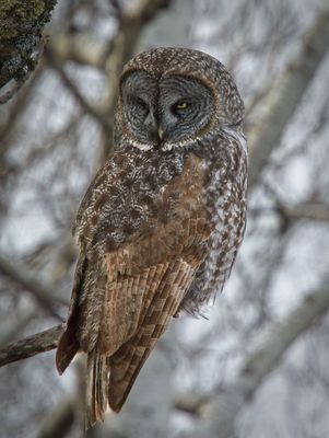 Great Gray Owl
