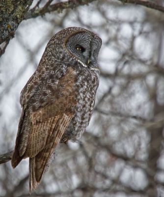 Great Gray Owl