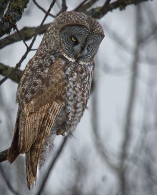 Great Gray Owl