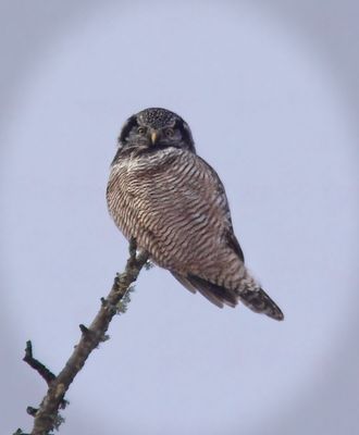 Northern Hawk Owl