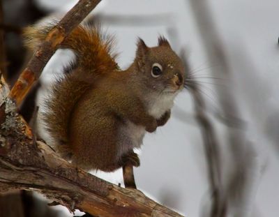 Red Squirrel