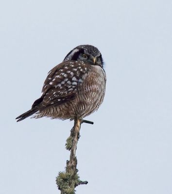 Northern Hawk Owl