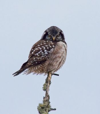 Northern Hawk Owl