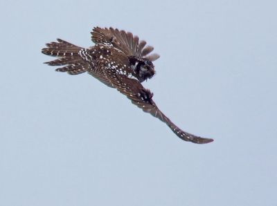 Northern Hawk Owl