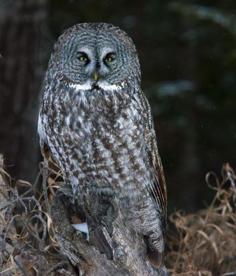 Great Gray Owl