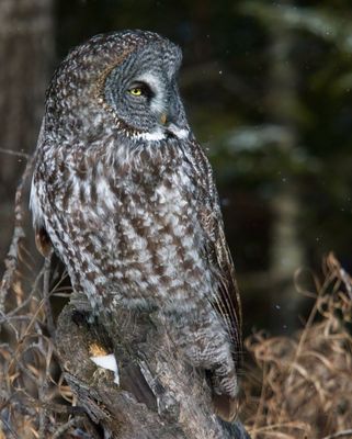 Great Gray Owl