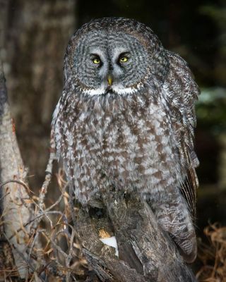 Great Gray Owl
