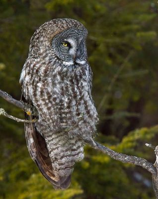 Great Gray Owl