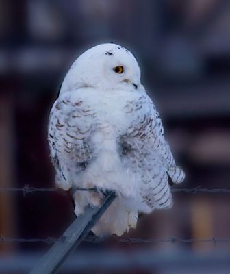 Snowy Owl