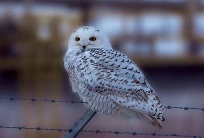 Snowy Owl
