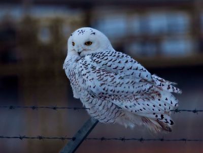 Snowy Owl