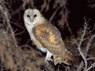 Owls