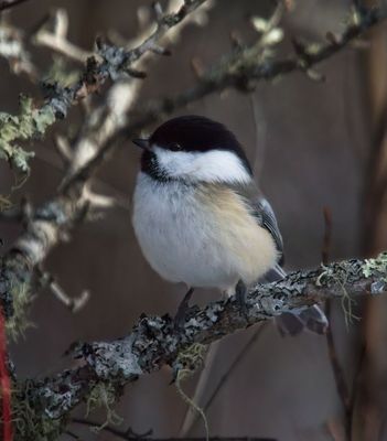 Black-capped Chickadee