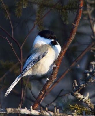 Black-capped Chickadee
