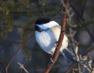 Black-capped Chickadee