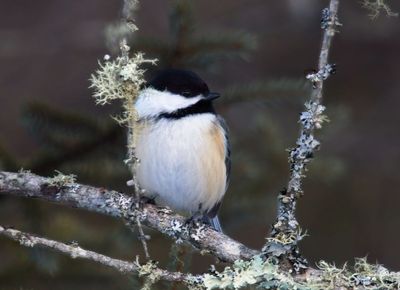Black-capped Chickadee