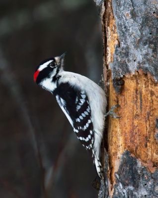 Downy Woodpecker
