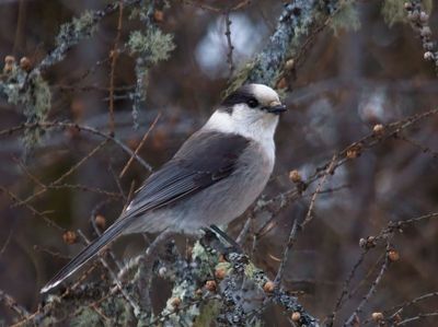 Gray (Canada) Jay