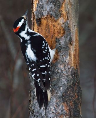 Hairy Woodpecker
