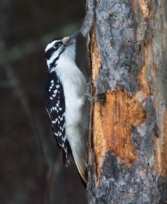 Hairy Woodpecker
