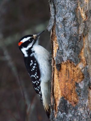 Hairy Woodpecker