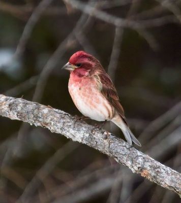Purple Finch