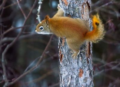 Red Squirrel