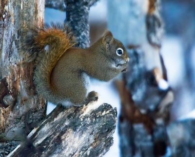 Red Squirrel