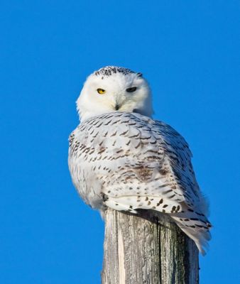 Snowy Owl
