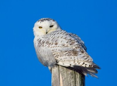 Snowy Owl