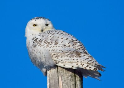 Snowy Owl